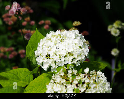 Hydrangea Arborescens 'Anabelle"(glatte Hortensie, wild Hortensie, Sevenbark) Stockfoto