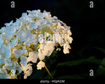 Hydrangea Arborescens 'Anabelle"(glatte Hortensie, wild Hortensie, Sevenbark) Stockfoto