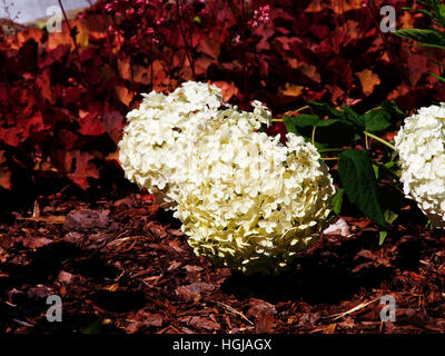 Hydrangea Arborescens 'Anabelle"(glatte Hortensie, wild Hortensie, Sevenbark) Stockfoto