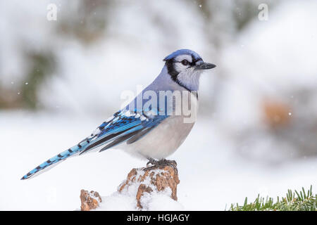 Blue Jay Stockfoto