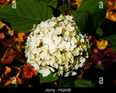 Hydrangea Arborescens 'Anabelle"(glatte Hortensie, wild Hortensie, Sevenbark) Stockfoto