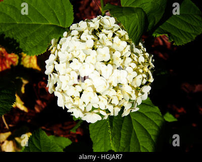 Hydrangea Arborescens 'Anabelle"(glatte Hortensie, wild Hortensie, Sevenbark) Stockfoto