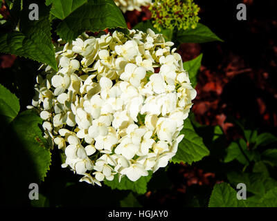 Hydrangea Arborescens 'Anabelle"(glatte Hortensie, wild Hortensie, Sevenbark) Stockfoto