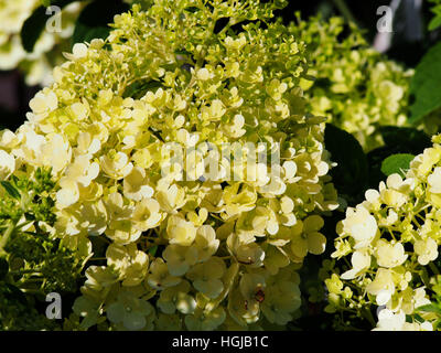Hydrangea Paniculata "Bobo" - Rispen Hortensie Blume closeup Stockfoto