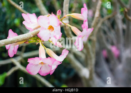 Chinesische Rose, rosa Hibiskus, rosa Blume, rosa Champaca, Chaba Stockfoto