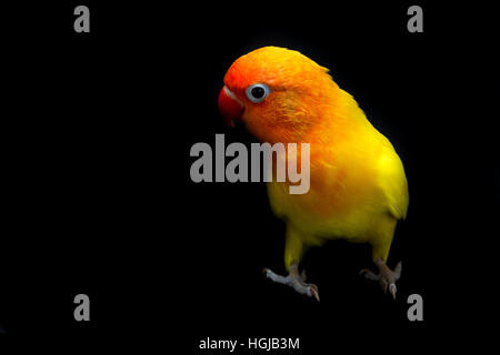 Doppelte gelbe Lovebird, Vogel im schwarzen Hintergrund Stockfoto