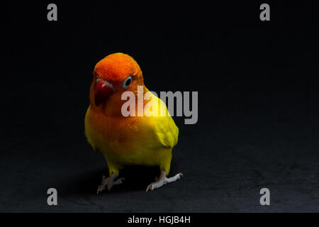 Doppelte gelbe Lovebird, Vogel im schwarzen Hintergrund Stockfoto