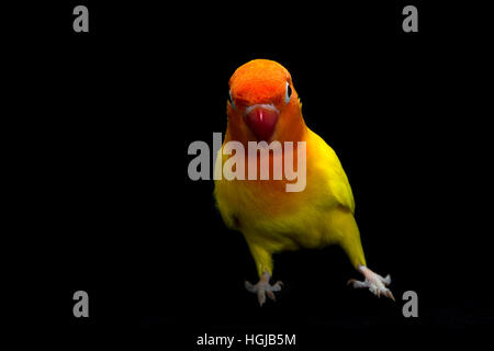 Doppelte gelbe Lovebird, Vogel im schwarzen Hintergrund Stockfoto