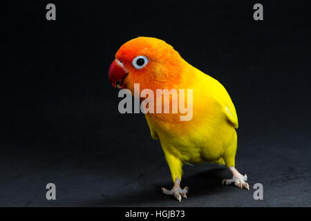 Doppelte gelbe Lovebird, Vogel im schwarzen Hintergrund Stockfoto