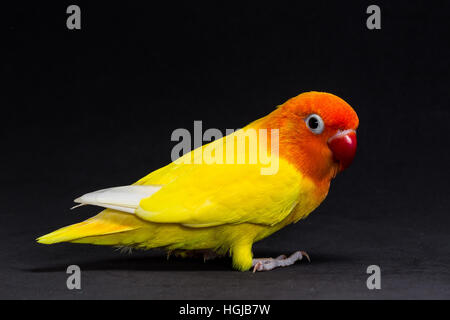 Doppelte gelbe Lovebird, Vogel im schwarzen Hintergrund Stockfoto