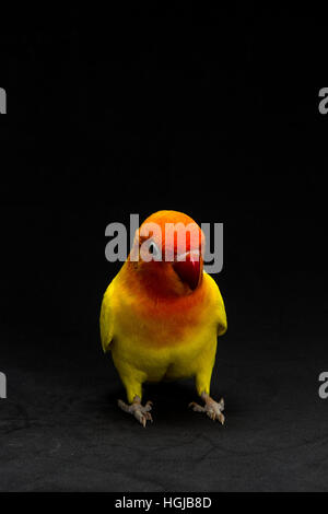 Doppelte gelbe Lovebird, Vogel im schwarzen Hintergrund Stockfoto