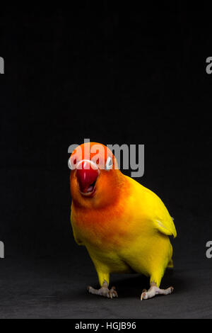 Doppelte gelbe Lovebird, Vogel im schwarzen Hintergrund Stockfoto