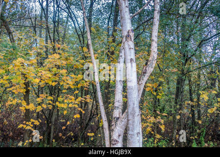 Weißen Aspen Bäume wachsen vor Herbstlaub im Seahurst Park in Burien, Washington. Stockfoto