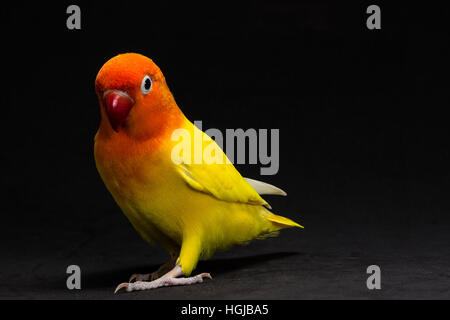 Doppelte gelbe Lovebird, Vogel im schwarzen Hintergrund Stockfoto