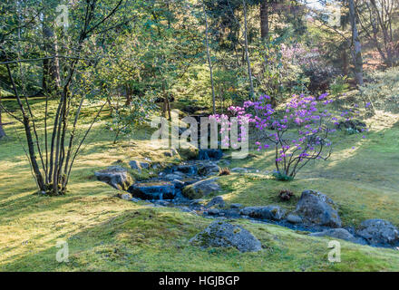 Ein kleiner Bach fließt vorbei ein Busch mit Fuchsie Blüten. Die Lage ist Seattle, Washington. Stockfoto