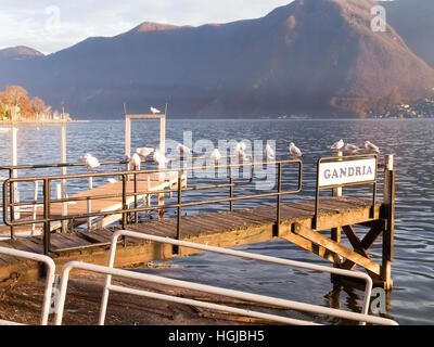 Lugano, Schweiz: Möwen auf der Kante des Piers am Luganer See Stockfoto