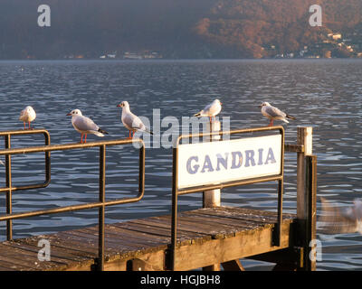 Lugano, Schweiz: Möwen auf der Kante des Piers am Luganer See Stockfoto