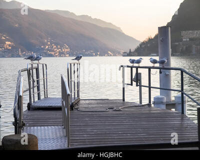 Lugano, Schweiz: Möwen auf der Kante des Piers am Luganer See Stockfoto