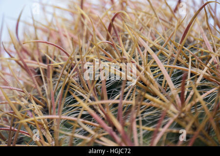Nahaufnahme von Angelhaken Barrel cactus Stockfoto