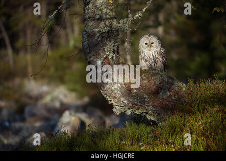 Habichtskauz (Strix uralensis) in einem alten Baum am Rande des borealen Wald thront, schöne Umgebung, am frühen Morgen die Sonne. Stockfoto