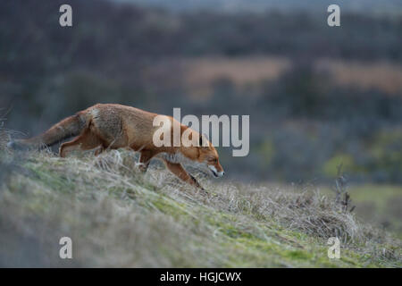 Red Fox/Rotfuchs (Vulpes vulpes) Jagd in der Dämmerung in weiten Wiesen, auf einem kleinen Hügel, Wildlife, Europa. Stockfoto