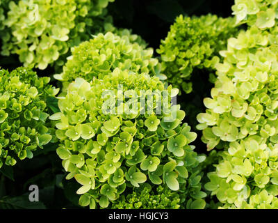 Hydrangea Paniculata "Wenig Kalk" Jane - Rispen-Hortensie Stockfoto