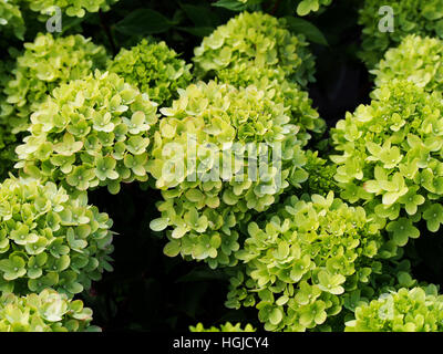 Hydrangea Paniculata "Wenig Kalk" Jane - Rispen-Hortensie Stockfoto