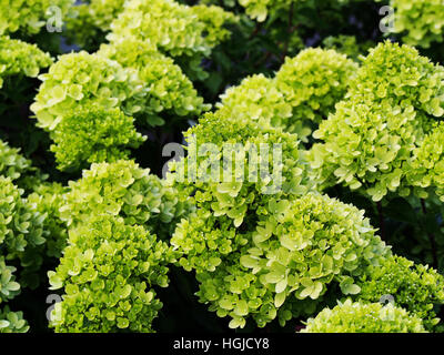 Hydrangea Paniculata "Wenig Kalk" Jane - Rispen-Hortensie Stockfoto