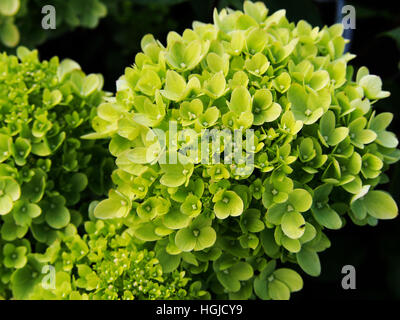 Hydrangea Paniculata "Wenig Kalk" Jane - Rispen-Hortensie Stockfoto