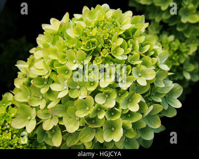 Hydrangea Paniculata "Wenig Kalk" Jane - Rispen-Hortensie Stockfoto