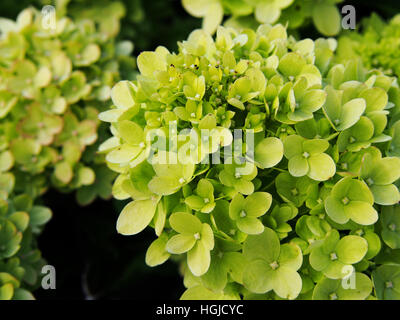 Hydrangea Paniculata "Wenig Kalk" Jane - Rispen-Hortensie Stockfoto