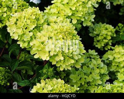 Hydrangea Paniculata "Wenig Kalk" Jane - Rispen-Hortensie Stockfoto