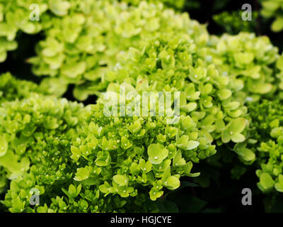 Hydrangea Paniculata "Wenig Kalk" Jane - Rispen-Hortensie Stockfoto
