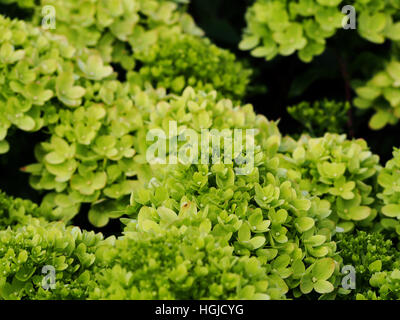 Hydrangea Paniculata "Wenig Kalk" Jane - Rispen-Hortensie Stockfoto