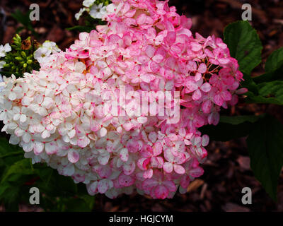 Nahaufnahme von Hydrangea Paniculata 'Renhy' 'Vanille-Fraise' - Rispen-Hortensie Stockfoto