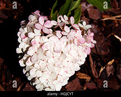 Nahaufnahme von Hydrangea Paniculata 'Renhy' 'Vanille-Fraise' - Rispen-Hortensie Stockfoto