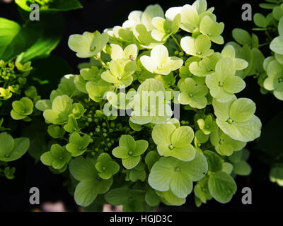 Hydrangea Paniculata - Rispen-Hortensie Stockfoto