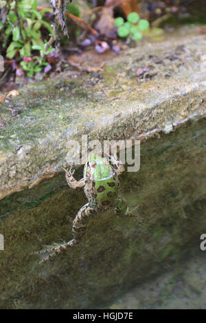 Der Seefrosch (außer Ridibundus) ist der größte Frosch in Europa heimisch. Stockfoto