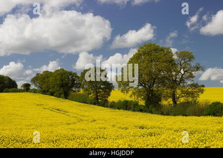 Gelben Raps Feld und Eichen Brassica Napa in der Nähe von Dummer Hampshire Stockfoto