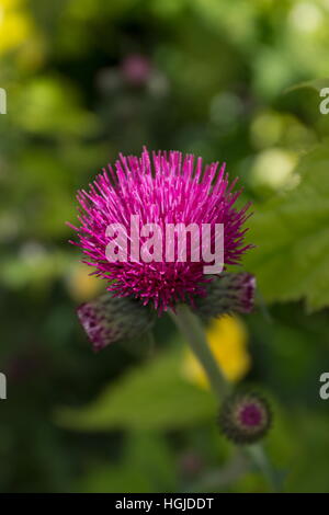 Lila Blüte Nahaufnahme Cirsium Rivulare Atropurpureum (Plume Distel) Stockfoto