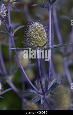 Eryngium Planum Meer Holly elektrische blaue Stiele und blauen Blütenköpfe Stockfoto