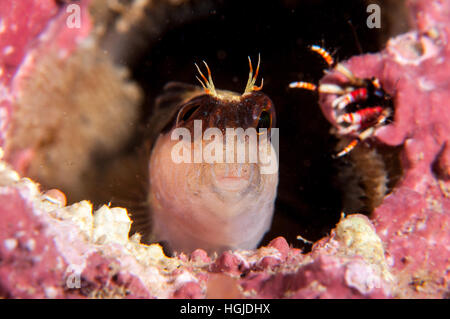 gestreifter Blenny (Parablennius Rouxi) und Krabben in seinem Loch (zu Hause), l ' Escala, Costa Brava, Katalonien, Spanien Stockfoto