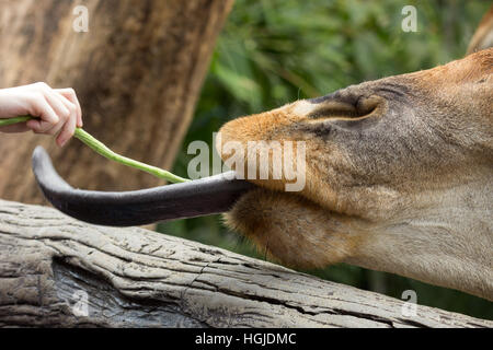 Nahaufnahme einer Giraffe gefüttert mit einer Pflanze. Stockfoto