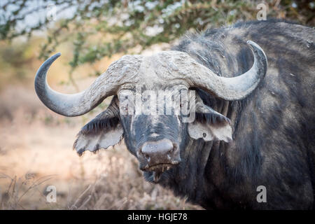 Afrikanischer Büffel (Syncerus Caffer) Porträt Stockfoto