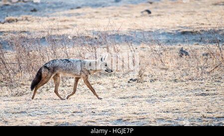 Black-backed Jackal (Canis Mesomelas) Stockfoto