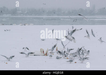 Gefrorene Donau mit Schwänen und Möwen essen an einem schneit Wintertag Stockfoto