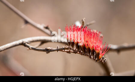 Zahnbürste-Baum (Salvadora Persica) Stockfoto