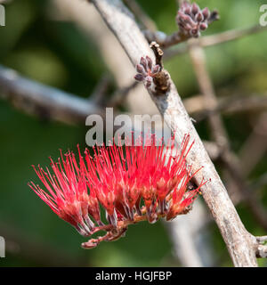 Zahnbürste-Baum (Salvadora Persica) Stockfoto