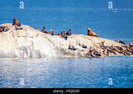 Eine Kolonie von Steller Seelöwen in der Nähe von Glacier Bay in Alaska Stockfoto