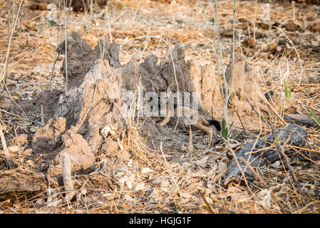 Black-backed Jackal (Canis Mesomelas) Young in Termite Mound Stockfoto